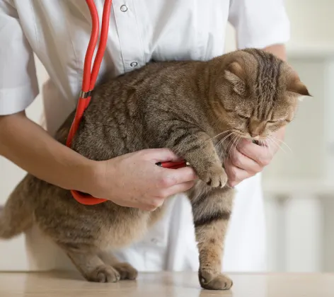 Tabby brown cat is getting a checkup from a Veterinarian. Checking his / her pulse. 